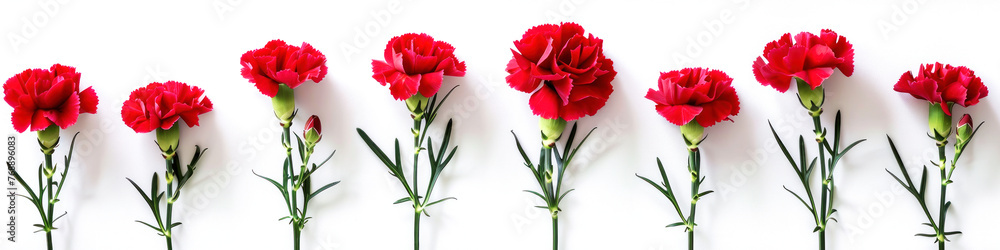 Banner with red carnations scattered on a white background Banner with red carnations scattered on a white background