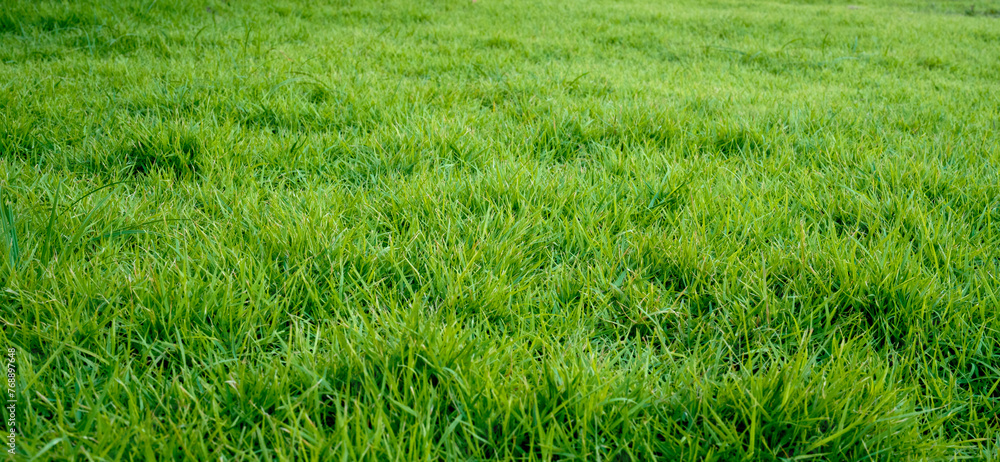 green grass, lawn on a sunny day. wide view of the lawn. natural background of grass.