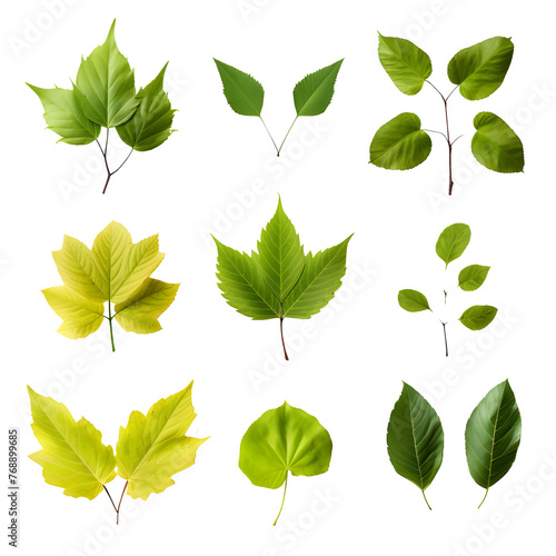 Set of tropical leaves Vector watercolor, variety, ornamental plants, transparent background