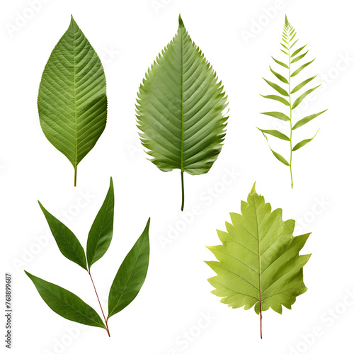 Set of tropical leaves Vector watercolor, variety, ornamental plants, transparent background © WITCHA