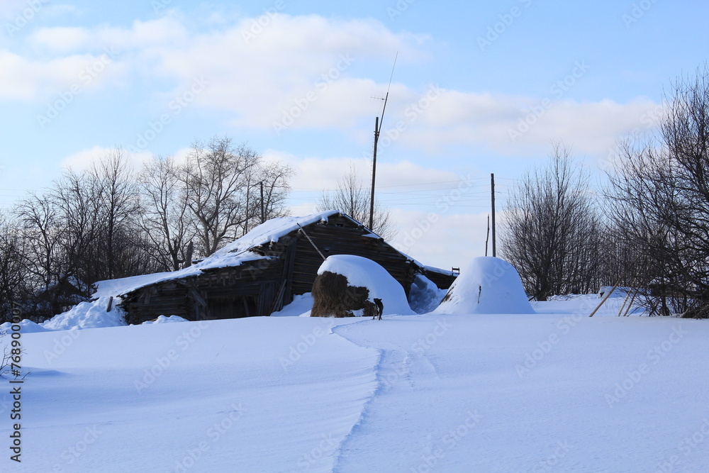 Fototapeta premium two haystacks stand near an old house in early spring on a sunny winter day