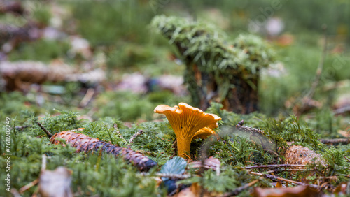 Nahaufnahme eines gelben Pfifferling Pilz im Wald auf Moos Boden mit Kappe und Stil, Deutschland