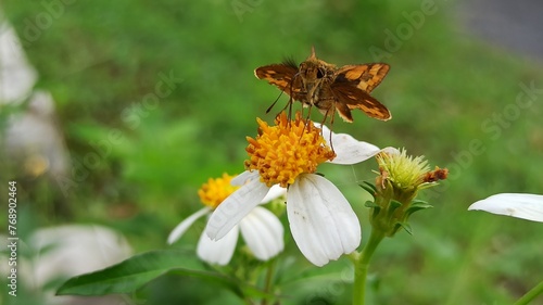 artona skipper on the flower photo