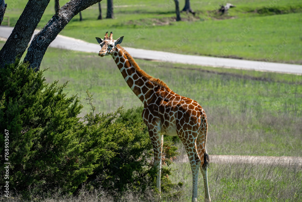 Obraz premium Giraffe