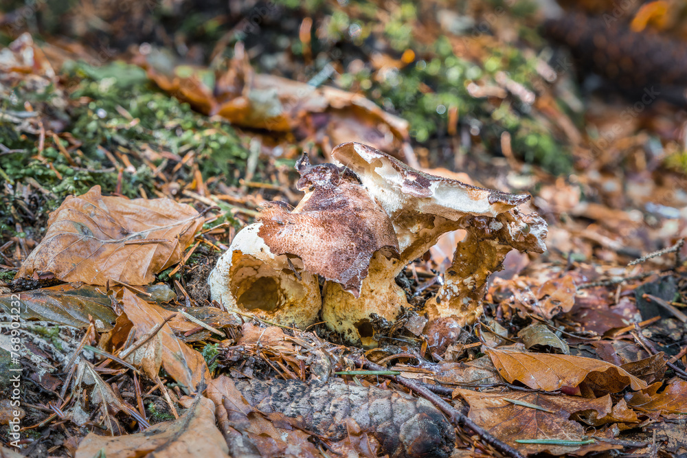 Nahaufnahme eines Pilz im Wald auf Moos Boden mit Kappe und Stil, Deutschland