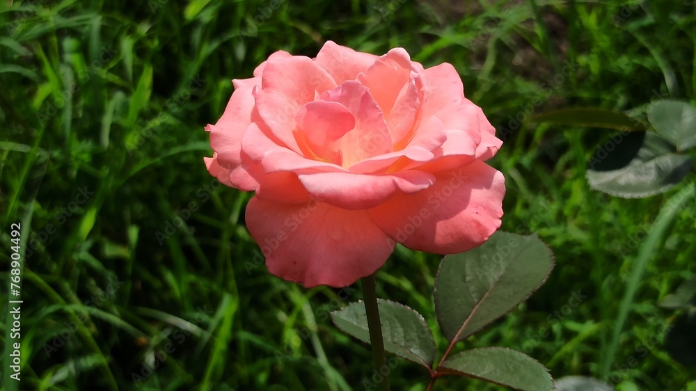 the beauty of pink rose 