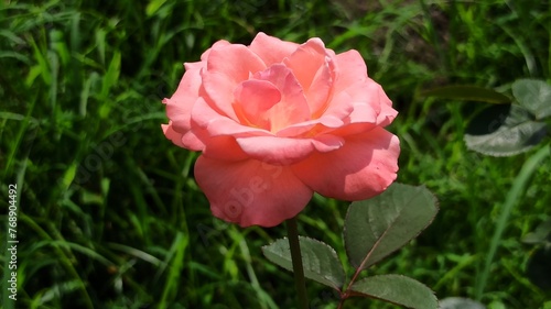 the beauty of pink rose 