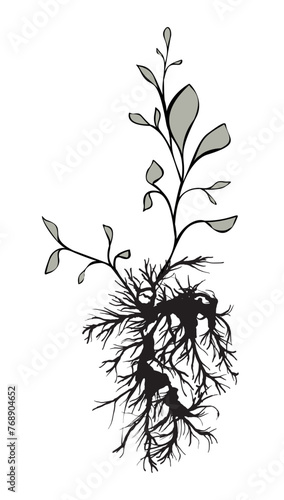 Fototapeta Naklejka Na Ścianę i Meble -  Plants with roots isolated on white. Art ink. Vector illustration.