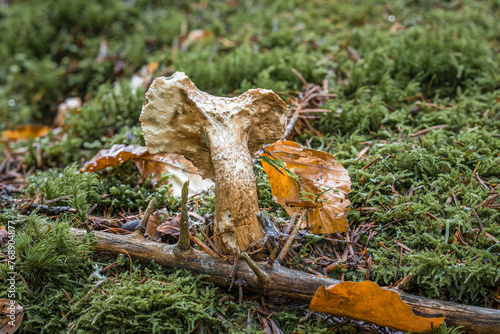 Nahaufnahme eines Pilz im Wald auf Moos Boden mit Kappe und Stil, Deutschland