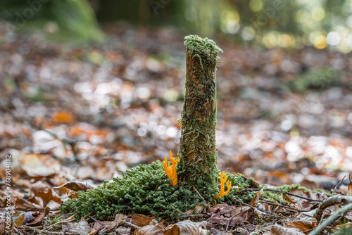 Goldgelbe Wiesenkeule an einem kleinen Baumstumpf im Wald am Moos bewachsenen Waldboden, Deutschland