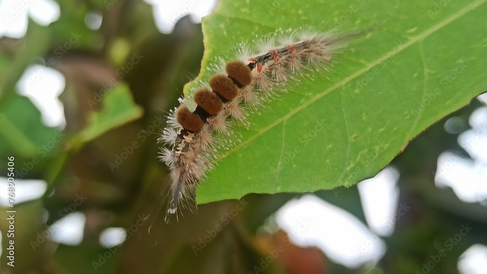 Fototapeta premium the terrible caterpillar