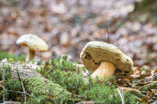 Nahaufnahme eines Bitter-Röhrling Pilz im Wald auf Moos Boden mit Kappe und Stil, Deutschland