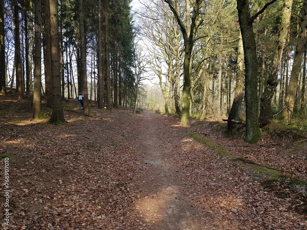 Forest Forest