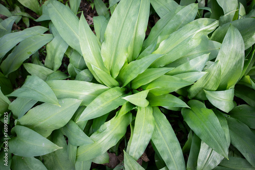 A bush of wild garlic in the forest. photo