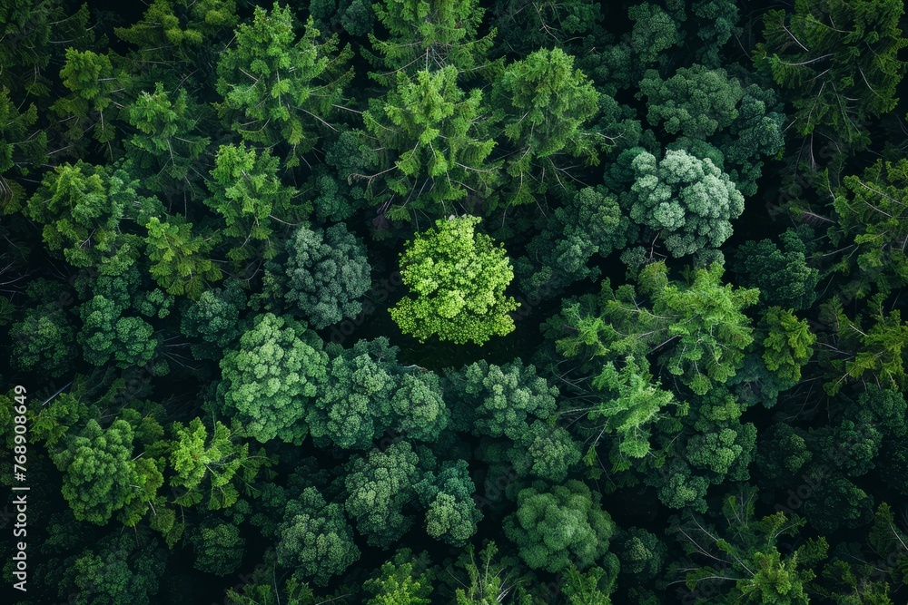 Aerial View of Lush Green Forest with Diverse Canopy Aerial View of Lush Green Forest with Diverse Canopy