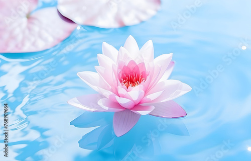 beautiful water lilly lotus flower on blue clear water