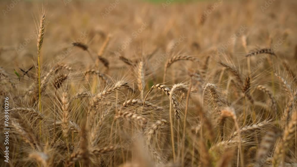 Golden wheat plants gently sway in the breeze, signaling they're ripe for harvest. Experience the tranquil beauty of rural agriculture Golden wheat plants gently sway in the breeze, signaling they're ripe for harvest. Experience the tranquil beauty of rural agriculture