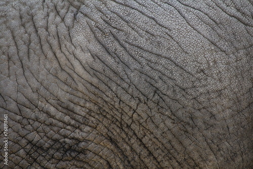 象の皮膚