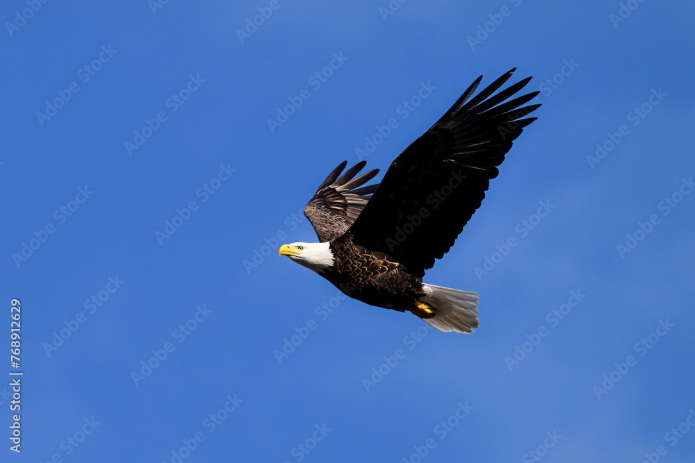 Fototapeta premium American Bald Eagle in flight with wings spread upwards