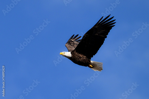 American Bald Eagle in flight with wings spread upwards