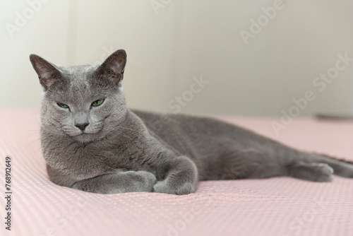 Grey beautiful cat at home. Green eyes, short hair. Breed cat. Close-up angle.