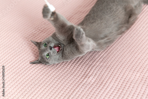 Grey beautiful cat at home. Green eyes, short hair. Breed cat. Close-up angle.