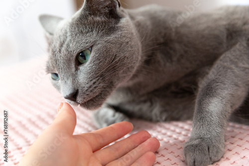 Grey beautiful cat at home. Green eyes, short hair. Breed cat. Close-up angle.