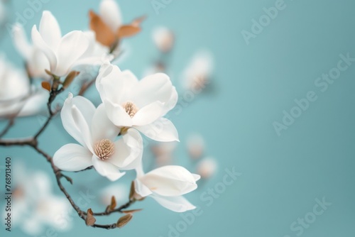 Closeup of white magnolia flowers on branch against blue sky