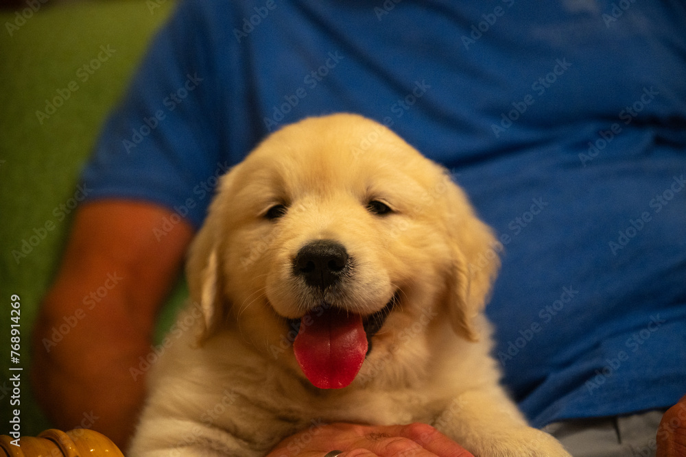 2023-12-31 A CLOSE UP OF A BEAUTIFUL GOLDEN RETRIEVER PUPPY WITH NICE EYES AND ACUTE EXPRESSION SITTING ON A LAP ON MERCER ISLAND WASHINGTON 2023-12-31 A CLOSE UP OF A BEAUTIFUL GOLDEN RETRIEVER PUPPY WITH NICE EYES AND ACUTE EXPRESSION SITTING ON A LAP ON MERCER ISLAND WASHINGTON