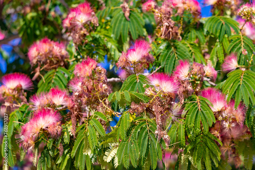 Flowering tree Albizia Lankaran in Malaga city park. Spain.  Used as an ornamental plant in gardens and parks