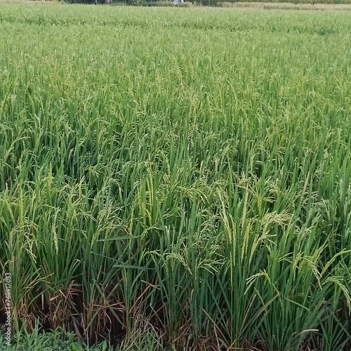 photo of a view of rice fields