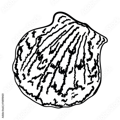 Seashell isolated on white. Modern creative line art graphics.Vector illustration.