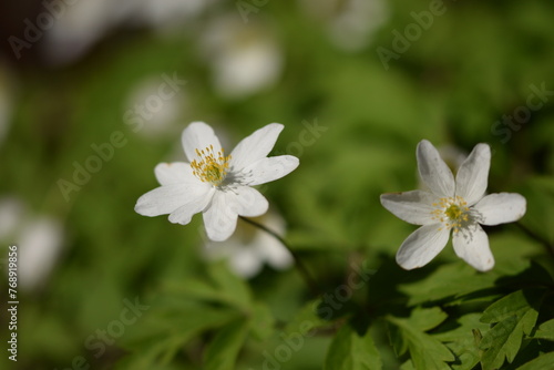 Wood anemone white flowers clsoeup  wild spring flowers  selective focus.