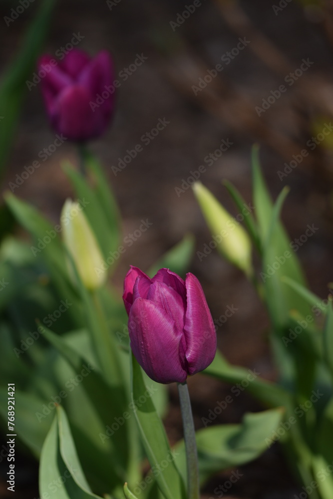 Tulips blooming in spring garden, purple and white-pink tulips flowers. Tulips blooming in spring garden, purple and white-pink tulips flowers.
