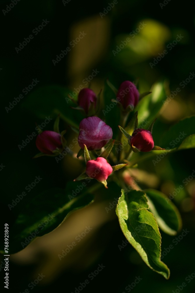 Apple flower buds on shadow, Apple flower buds closeup, apple flower closeup. Apple flower buds on shadow, Apple flower buds closeup, apple flower closeup.