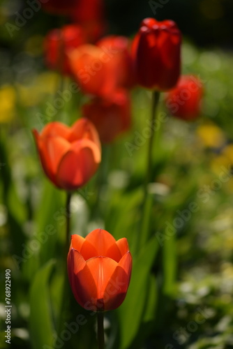 Red tulips on bokeh colorful spring garden background  tulips background  selective focus  blurred background.