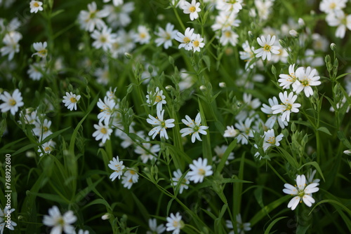 Greater starwort, white spring flowers and green leaves, spring garden flowers.