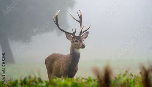 Misty Majesty: A Deer's Double Antler Display in a Foggy Field"