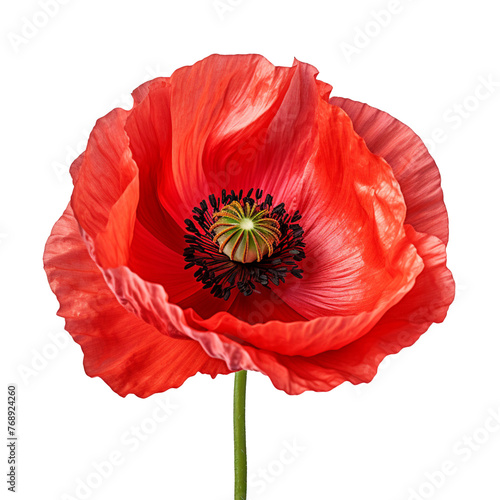 bright red poppy flower isolated on transparent background