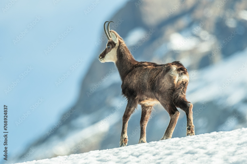 Alpine chamois or wild mountain goat (Rupicapra rupicapra) walking on frozen snow on blurred snowy mountain background, Alps, Italy.