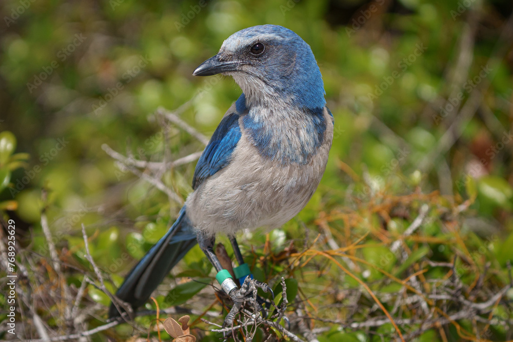 Fototapeta premium Florida Scrub Jay