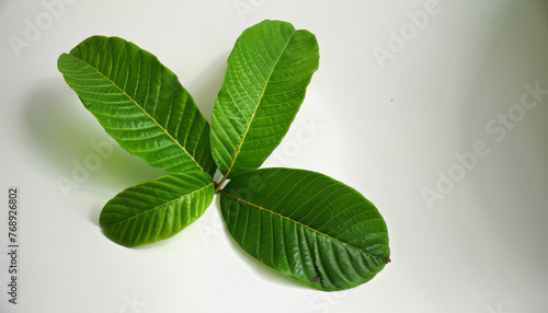 Vibrant green hues of guava leaves, beautifully isolated against white background, symbolizing the simplicity and beauty of nature’s bounty