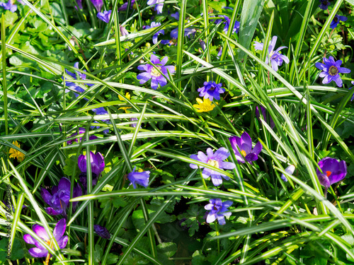 Daisy-like Anemone Blanda also known as Grecian windflowers bears large, daisy like flowers in a range of colours including blue, purple, pink and white
