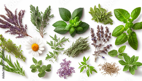 Variety of medicinal plants, each with their unique healing properties, beautifully isolated against a  white background, symbolizing nature’s pharmacy photo