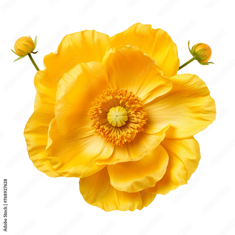 Buttercup flower isolated on transparent background Buttercup flower isolated on transparent background