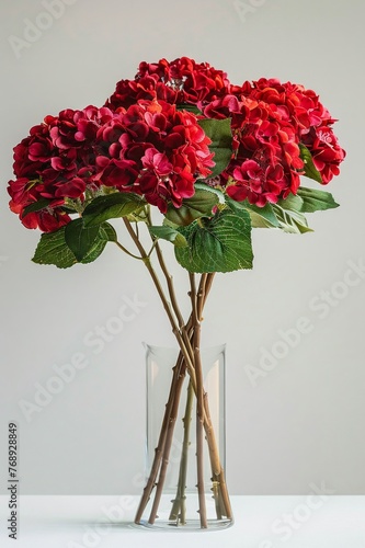 Minimalistic studio photo of a fresh and juicy big giant tight dense neat lush luxurious bouquet of a fresh flowers of raspberry color flowers 