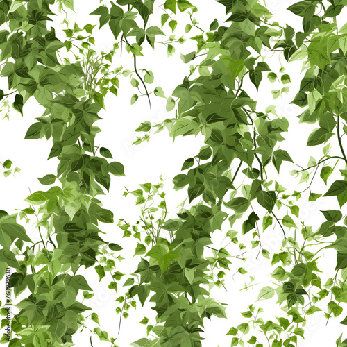 Climbing plant  vine  watercolor vector  isolated  garden ornamental  transparent background.