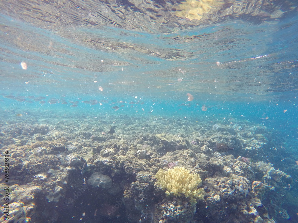 snorcehling at coral reefs in Egypt red sea