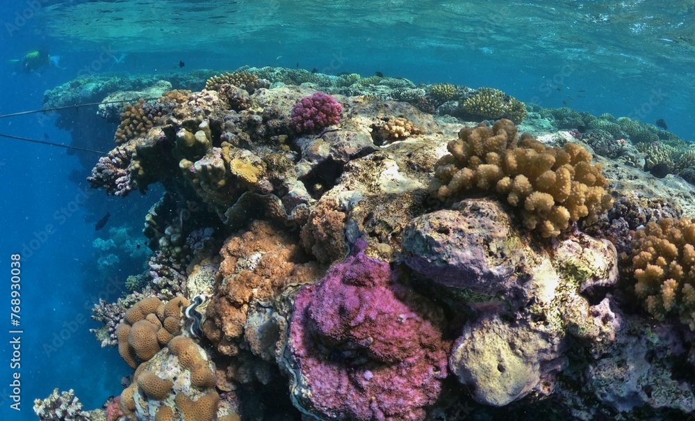 underwater sceneriy of coral reef in red sea egypt underwater sceneriy of coral reef in red sea egypt