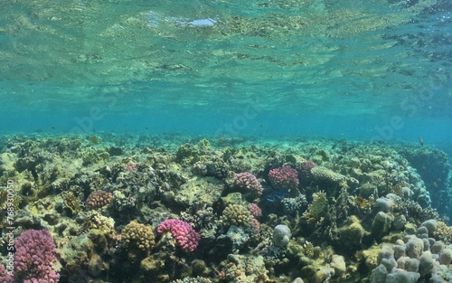 snorcehling at coral reefs in Egypt red sea